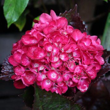 Гортензія широколиста Merveille Sanguine (P14) HMMESANP14I фото