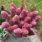 Гортензія волотиста Gardenlights Redlight (P14) HPREDLIP14I фото