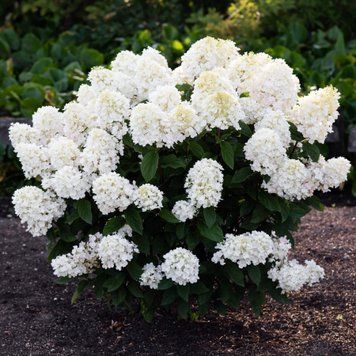 Гортензія волотиста Living Little Blossom (C10) HPLIBLOC10I фото