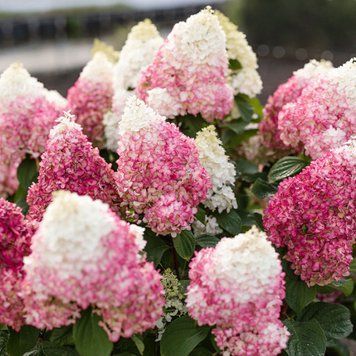 Гортензія волотиста Living Red Velvet (C6) HPREDVEC6I фото