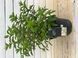 Гортензія волотиста Living Little Blossom (C10) HPLIBLOC10I фото 2