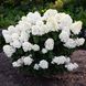 Гортензія волотиста Living Little Blossom (C10) HPLIBLOC10I фото 1