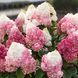 Гортензія волотиста Living Red Velvet (C6) HPREDVEC6I фото 1