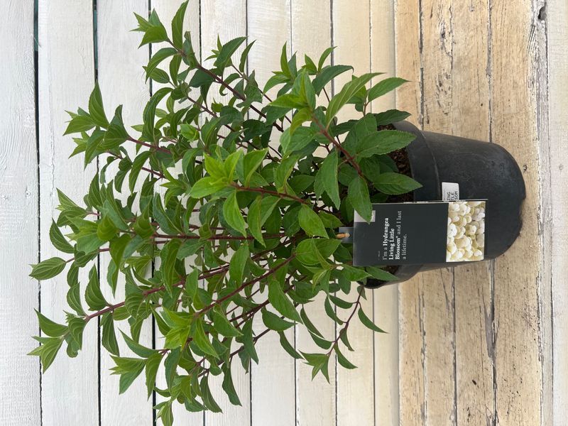 Гортензія волотиста Living Little Blossom (C10) HPLIBLOC10I фото