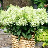 Гортензія волотиста Gardenlights Littlelight (C10) HPLITLIC10I фото