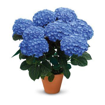 Гортензія широколиста Anda Blue (P14) HMAANDAP14I фото