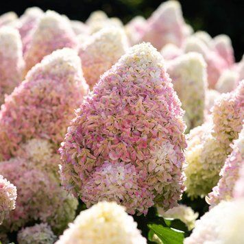Гортензія волотиста Living Candy Love (C3) HPCANLOC3I фото