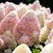 Гортензія волотиста Living Candy Love (C2) HPCANLOC2I фото 1