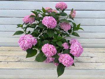 Гортензія широколиста Bouquet Rose (P12) HMBOUROP12I фото
