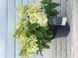 Гортензія волотиста Living Summer Snow (C10) HPSUMSNC10I фото 2