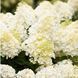 Гортензія волотиста Living Summer Snow (C10) HPSUMSNC10I фото 1