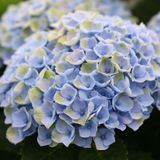 Гортензія широколиста Magical Revolution Blue (P14) HMREVBLP14I фото
