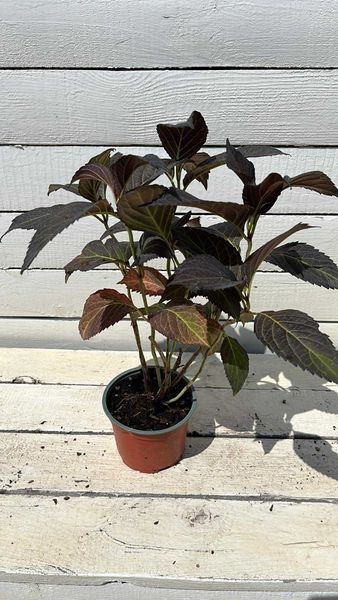 Гортензія широколиста Eclipse (P12) HMECLIPP12I фото