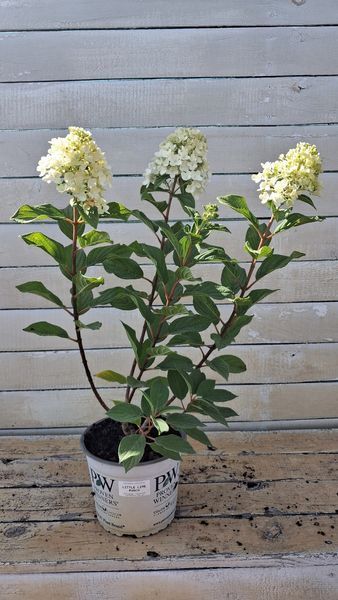 Гортензія волотиста Little Lime Punch (C3) HPLIMPUC3I фото