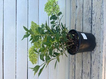Гортензія волотиста Minty Spirit (C3) HPMINSPC3I фото