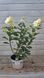 Гортензія волотиста Little Lime Punch (C3) HPLIMPUC3I фото 3