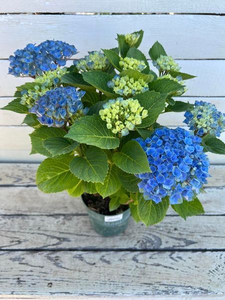 Гортензія широколиста Magical Revolution Blue (P14) HMREVBLP14I фото