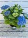 Гортензія широколиста Magical Revolution Blue (P14) HMREVBLP14I фото 2