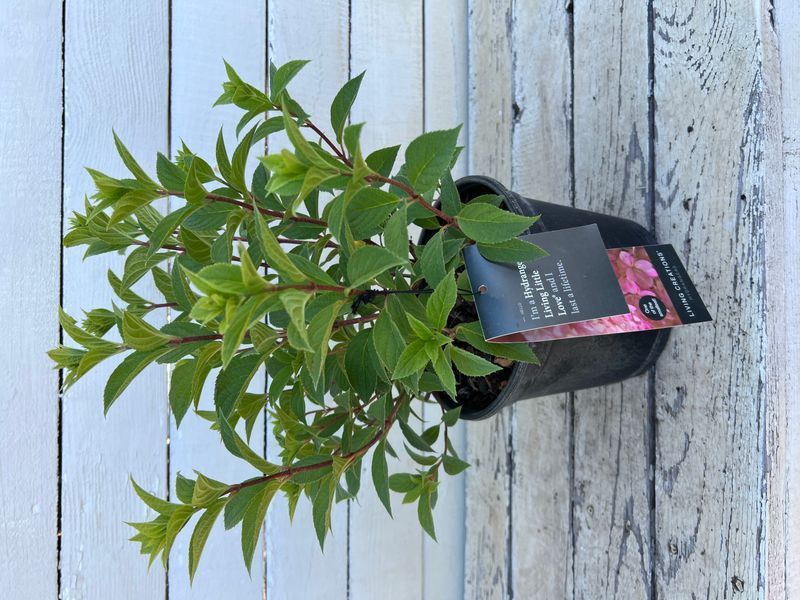 Гортензія волотиста Little Lime Punch (C3) HPLIMPUC3I фото