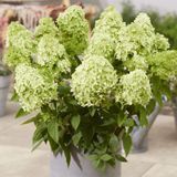 Гортензія волотиста Gardenlights Greenlight (C6) /hortenziia-volotysta-greenlight-C6/ фото