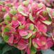 Гортензія широколиста Magical Greenfire (C5) HMGREFIC5I фото 1