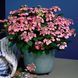 Гортензія широколиста Sirius Blue (P14) HMSIRBLP14I фото 1