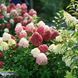 Гортензія волотиста Little Lime Punch (P9) HPLIMPUP9V фото 1