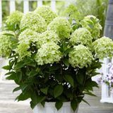 Гортензія волотиста Gardenlights Whitelight (P14) HPWHILIP14I фото