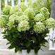 Гортензія волотиста Gardenlights Whitelight (P14) HPWHILIP14I фото 1